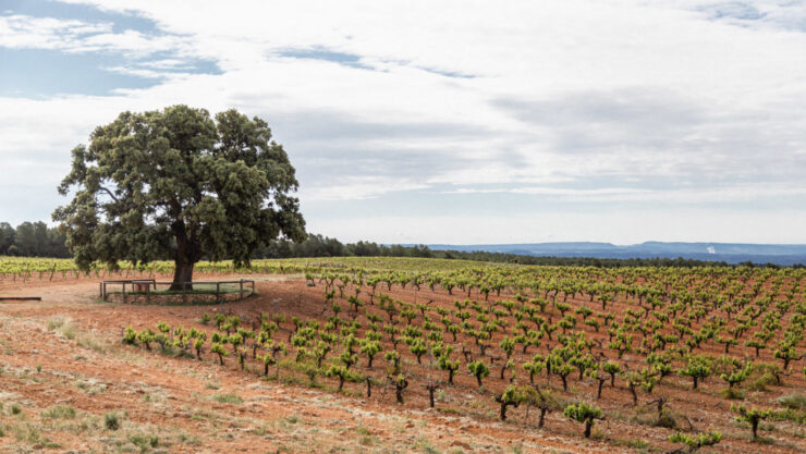 valencian wineries